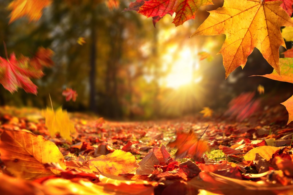 Falling Autumn leaves before sunset